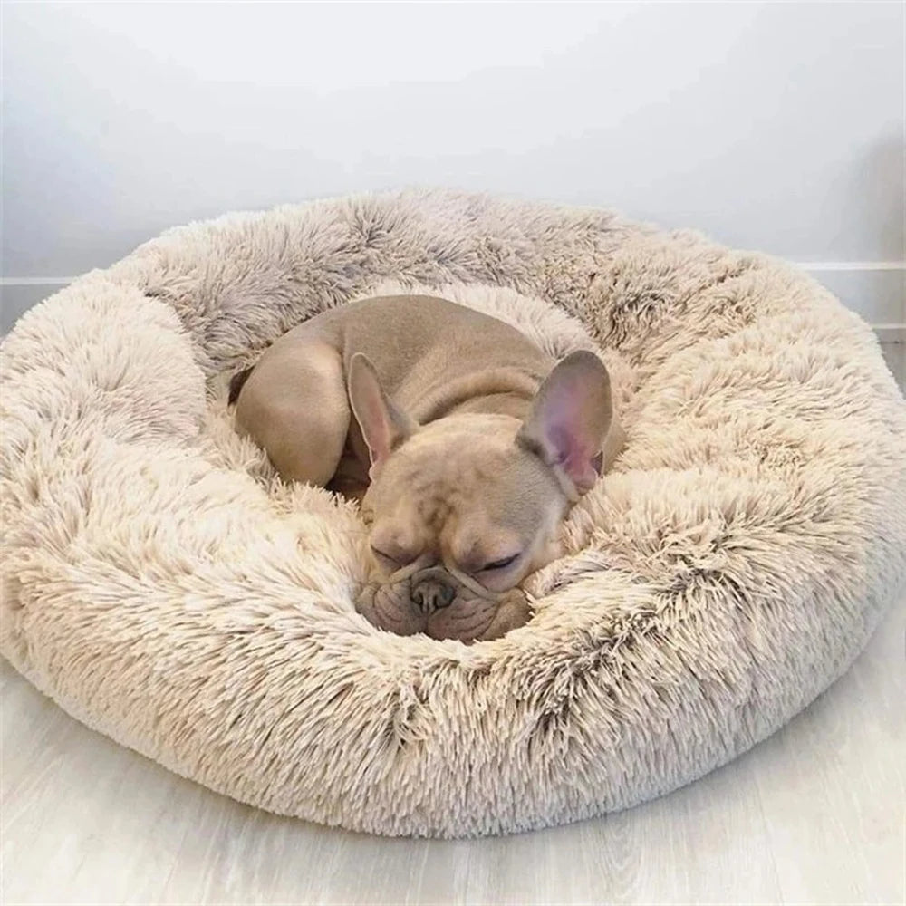 Bannière